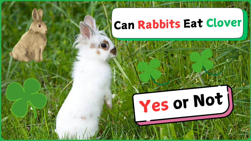 Can Rabbits Eat Clover
